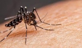 Feira de Santana registra 166 casos de dengue e especialista reforça importância da hidratação