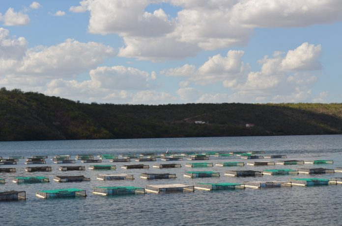 Projeto do Governo do Estado irá produzir 100 toneladas de pescado por ano no Médio Rio de Contas