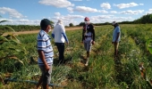 Agricultores familiares de Abaré aumentam produção com chegada de irrigação