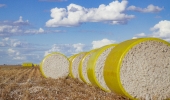 Bahia colhe 615 mil toneladas de algodão na safra 22/23 e se consolida como segundo maior produtor do Brasil