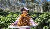 Cafés premiados da Chapada Diamantina estarão na cafeteria da agricultura familiar na Bahia Farm Show 2023