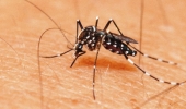 Chuvas de verão podem aumentar o risco de proliferação do mosquito da dengue