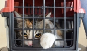 FEIRA DE SANTANA: Centro de Controle de Zoonose alerta para aumento de casos da Esporotricose em gatos