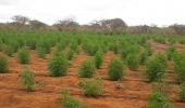 24ª CIPM destrói 18 mil pés de maconha, apreende munições e veículos em Várzea Nova