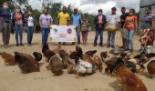 Núcleos para conservação e multiplicação de Galinhas de Capoeira são implantados no Piemonte da Diamantina e Piemonte Norte do Itapicuru