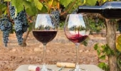 Produtores de vinhos franceses virão à Bahia conhecer potencial para produção de espumantes