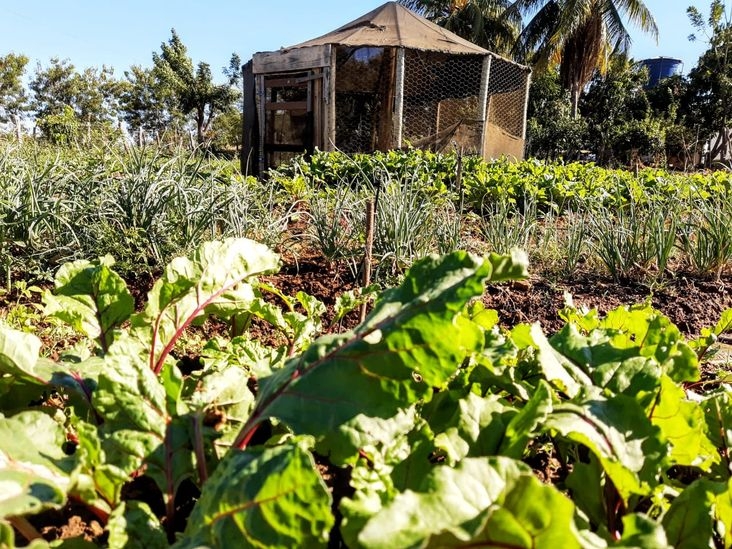  Produção agroecológica sustentável dinamiza ensino em escolas agrícolas