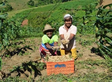 Agricultores baianos terão oferta de serviços de consultoria agrícola online