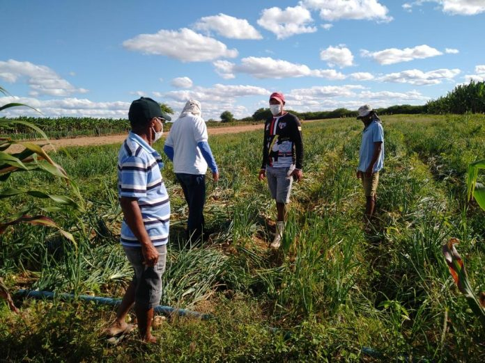 Agricultores familiares de Abaré aumentam produção com chegada de irrigação