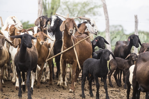Agricultura familiar baiana lidera ranking nacional da produção de caprinos