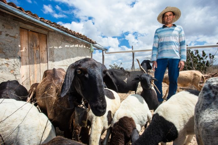 Agricultura Familiar conta com novo Curso de Extensão online de Ovinocaprinocultura