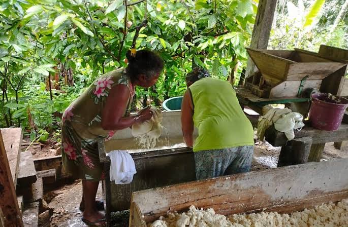 Agroindústria da mandioca empodera mulheres em comunidade rural de Ibirapitanga