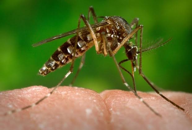 Bahia tem 122 municípios em epidemia de dengue