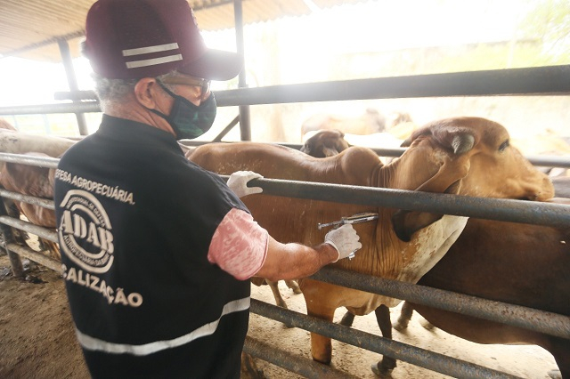 Bahia deve vacinar 3,5 milhões de animais contra a febre aftosa até o final do mês de novembro