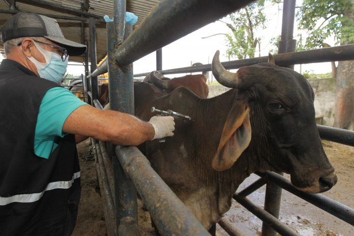 Bahia deve vacinar mais de 10 milhões de animais contra a febre aftosa até o final de maio