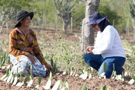 Bahia Produtiva investe na agricultura familiar e muda a vida da mulher e do homem do campo