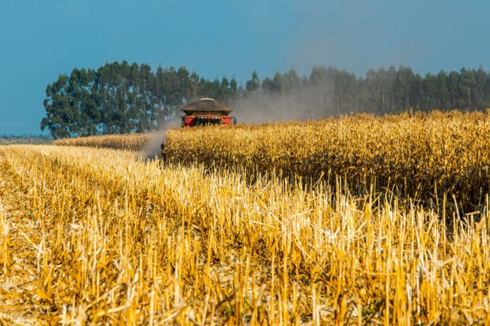 Bahia segue com produção recorde de 10,46 milhões de toneladas de grãos em 2021