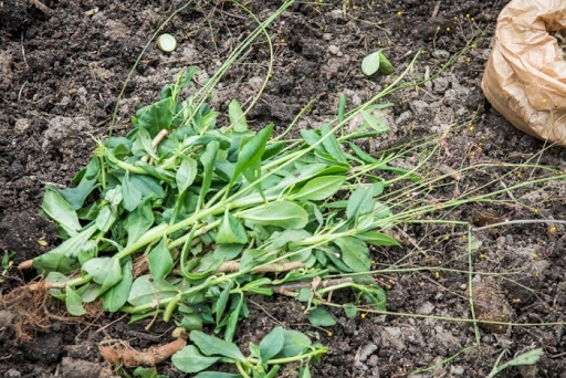 Banco de sementes de plantas alimentícias não convencionais garante segurança alimentar no Litoral Norte e Agreste