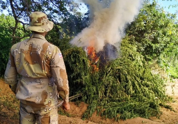 Cipe Caatinga encontra plantação com 1,5 tonelada de maconha