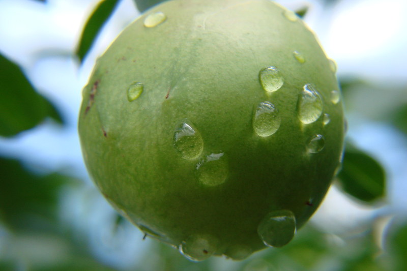 Com produção em alta, Bahia mantém liderança no cultivo de umbu