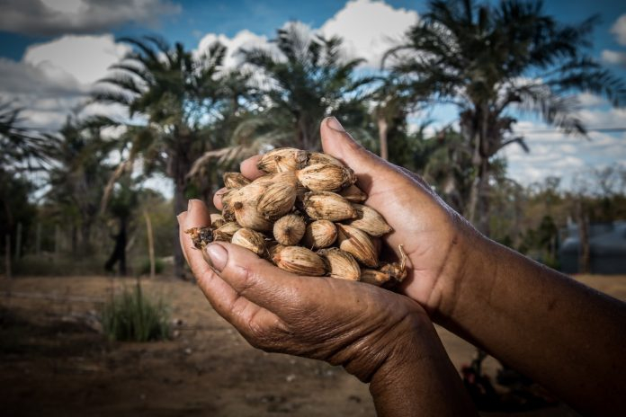 Comunidade rural de Campo Formoso terá agroindústria de extração e produção de derivados de licuri