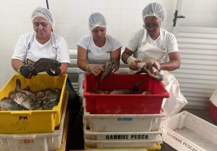 Cooperativa da agricultura familiar espera triplicar a venda de peixes na Semana Santa