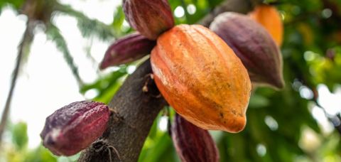 Cotação da arroba do cacau atinge recorde na Bahia e no mercado internacional