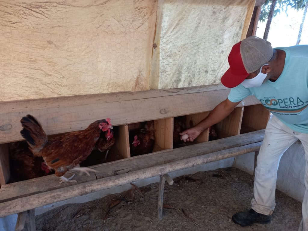 Criação de galinha caipira gera lucro para agricultores familiares de Alagoinhas