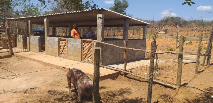 Criação de suínos é alternativa de renda para agricultores da zona rural de Condeúba