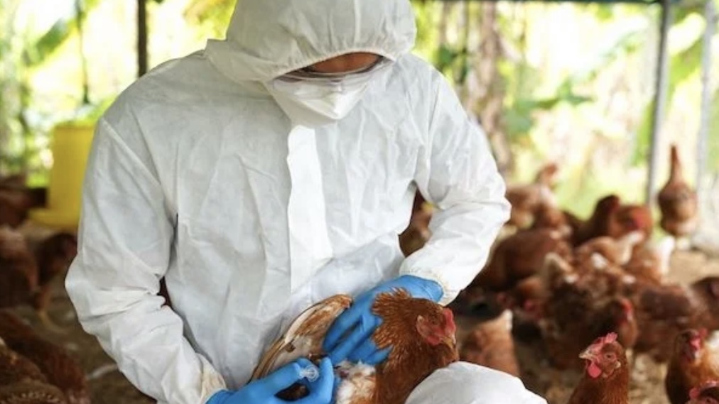 Em ação conjunta com outros estados, Bahia decreta emergência zoossanitária para influenza aviária H5N1