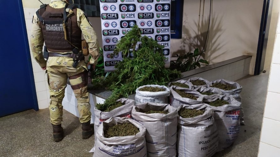 Em oito dias, polícia apreende quase duas toneladas de maconha na Bahia