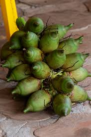 Exportação de coco de piaçava pela agricultura familiar reforça relações comerciais entre Bahia e Egito