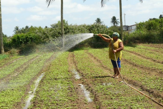 Famílias agricultoras de mais quatro municípios baianos passam a acessar recursos do Garantia-Safra