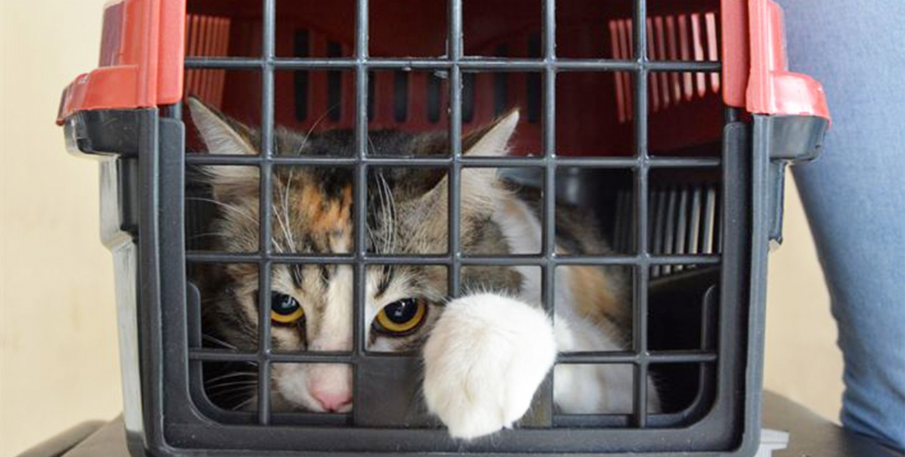 FEIRA DE SANTANA: Centro de Controle de Zoonose alerta para aumento de casos da Esporotricose em gatos
