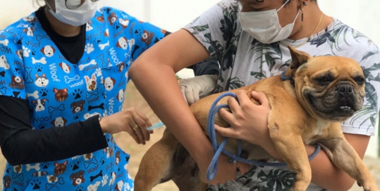 FEIRA DE SANTANA: Vacinação antirrábica começa nesta segunda-feira nas unidades de saúde