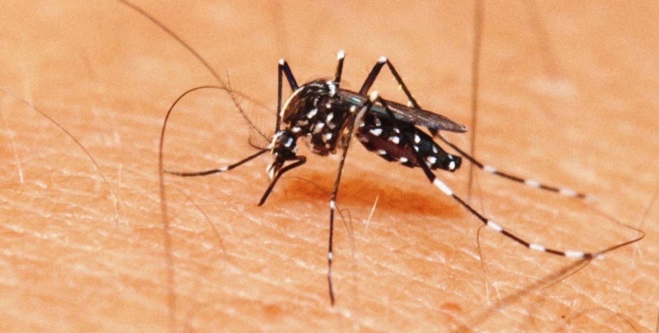Feira notificou 2.845 casos de dengue em 2023