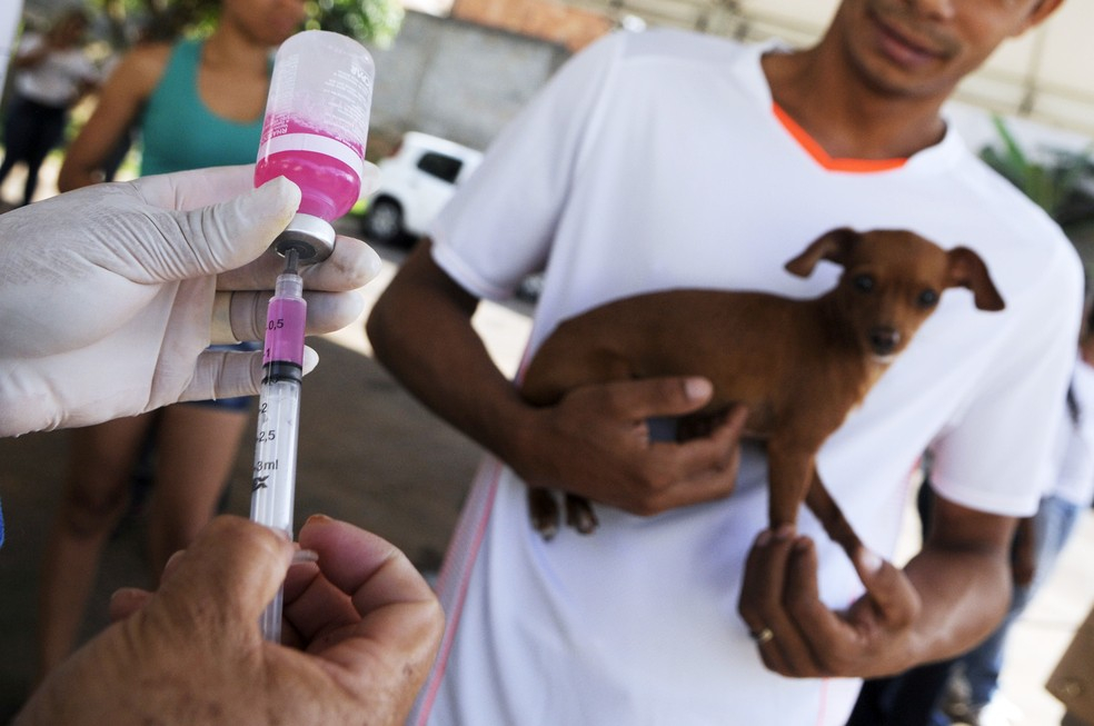 FEIRA DE SANTANA: Campanha de vacinação contra a raiva inicia neste sábado em 12 bairros