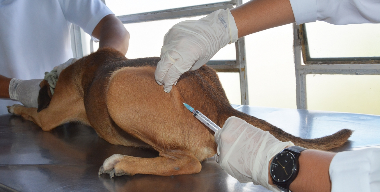 FEIRA DE SANTANA: Centro de Zoonoses inicia campanha de vacinação antirrábica dia 21