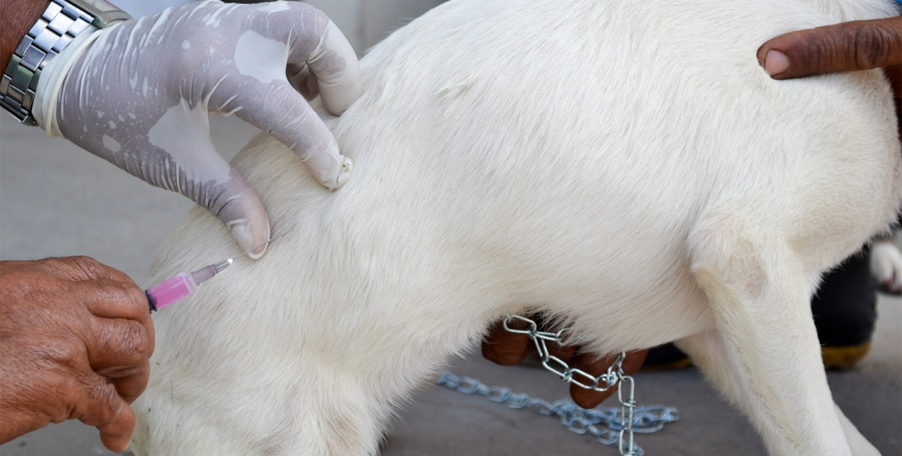FEIRA DE SANTANA: Centro de Zoonoses inicia vacinação contra a raiva animal