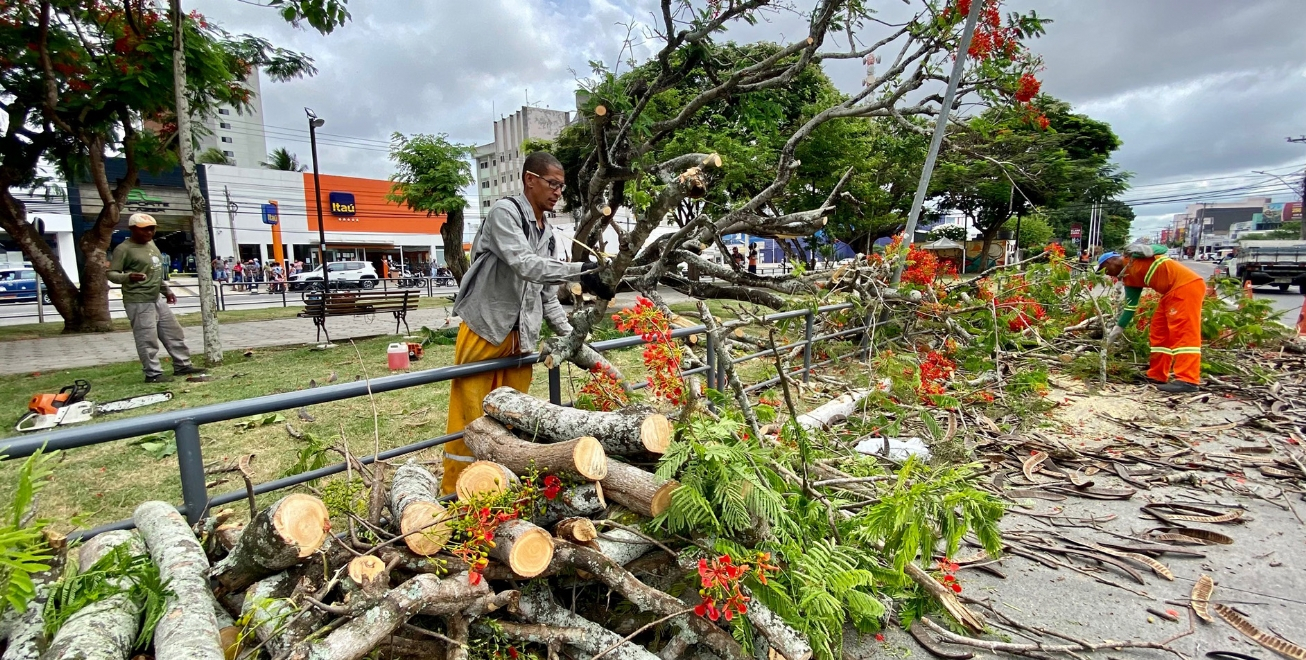 FEIRA DE SANTANA: Podadores fazem a remoção de árvore que caiu na avenida Getúlio Vargas