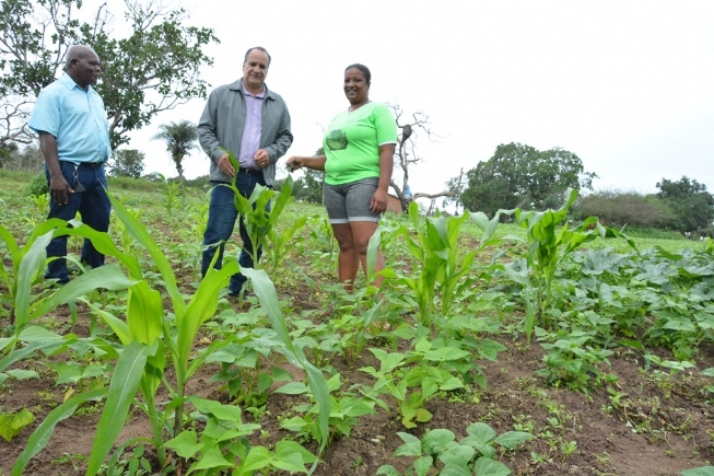 Feira de Santana: Trabalhadores rurais esperam por boa safra de milho e feijão