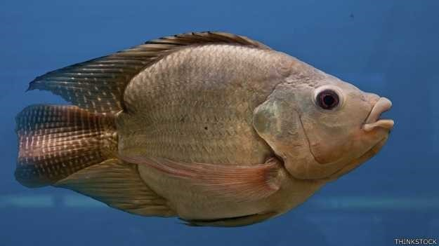 Impacto de remédios na natureza faz peixes machos ficarem femininos
