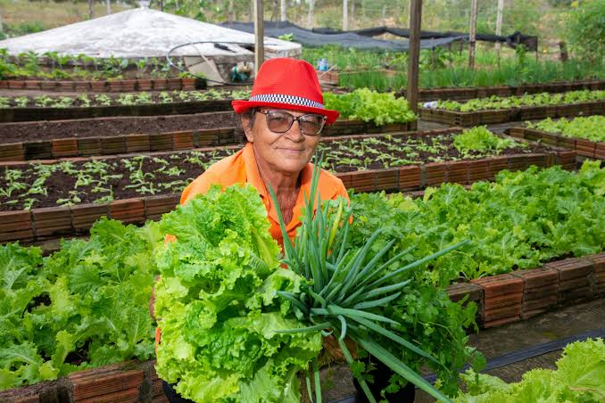 Implantação de sistema agroflorestal fortalece a agricultura familiar e reduz emissão de carbono em Pintadas