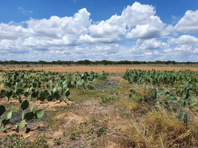Implantação de sistemas agrícolas resilientes permite resgate de espécies vegetais no Semiárido da Bahia