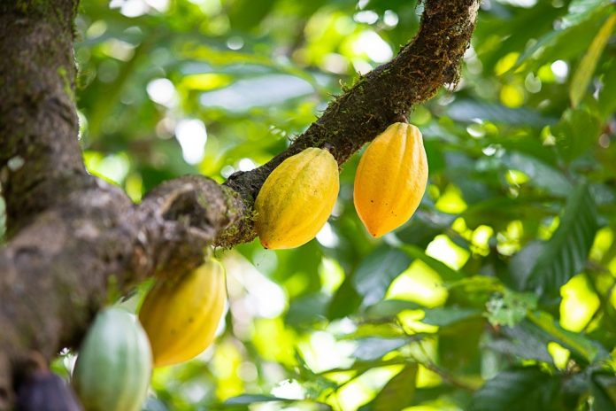 Investimentos do Governo do Estado contribuem para que Bahia seja maior produtor de cacau do país