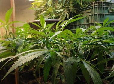 Laje: plantação de maconha em estufa artificial é descoberta pela polícia