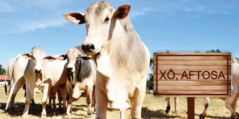 Livre de febre aftosa, estado teve quase 3 milhões de bovinos em 2019