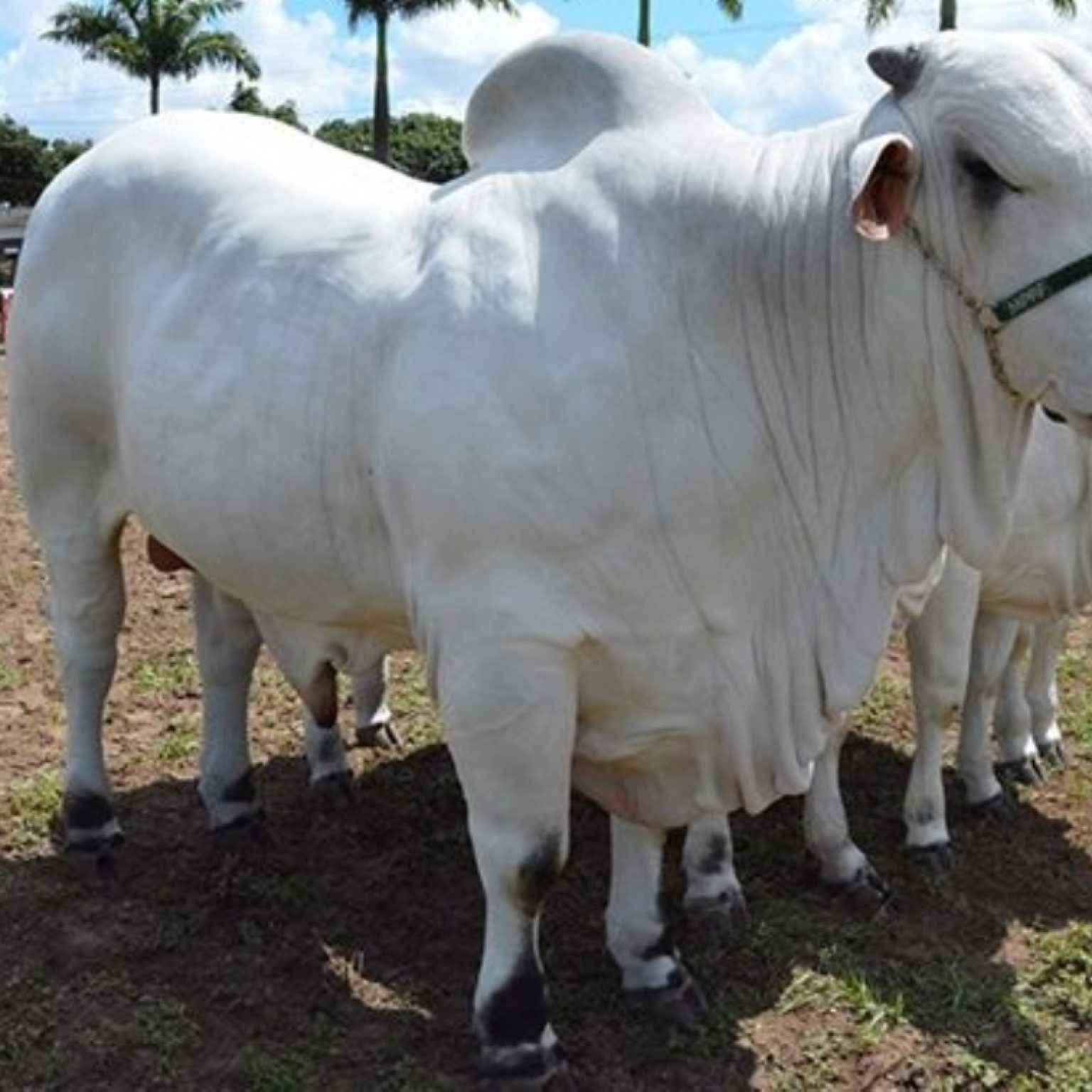 Melhoramento genético para bovinocultura vai beneficiar o pequeno e médio produtor rural 
