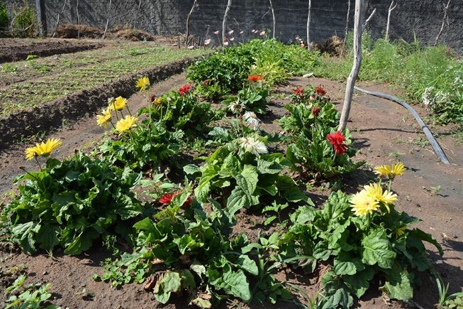 Produção própria cria boa perspectiva para comércio de flores em Feira