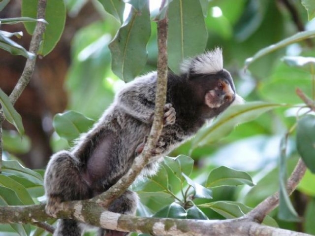 Macacos não transmitem febre amarela a humano, mas seis foram mortos por agressão em janeiro